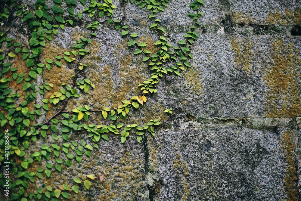 Obraz premium vines on brick wall background