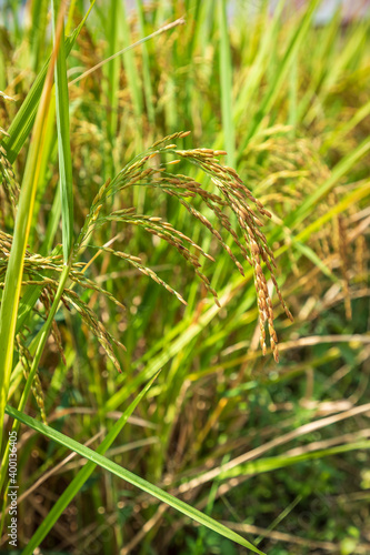 Closed-up rice spike seed in paddy field