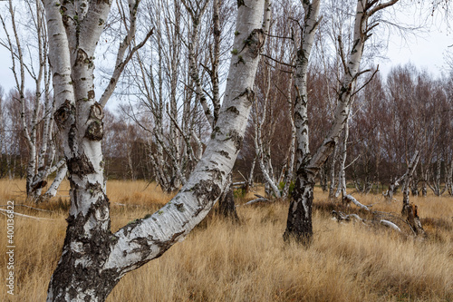 Forms of downy birch trunks in the forest. Betula pubescens, alba. Tabuyo del Monte, León, Spain. photo