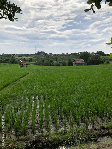 Balinese Ricefield