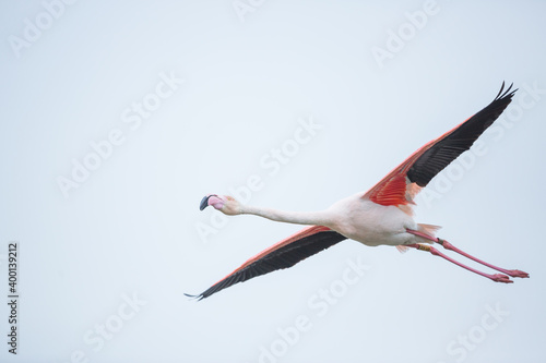 Greater Flamingo, Phoenicopterus roseus