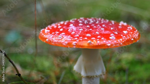 Red Fly Agaric Amanita Muscaria Poisonous Mushroom in Autumn Forest Close-Up