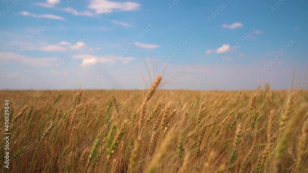 Wheat field, ears of wheat swaying from the gentle wind. Golden ears are slowly swaying in the wind. View of ripening wheat field at summer day. Agriculture industry. Wheat field, ears of wheat swaying from the gentle wind. Golden ears are slowly swaying in the wind. View of ripening wheat field at summer day. Agriculture industry.