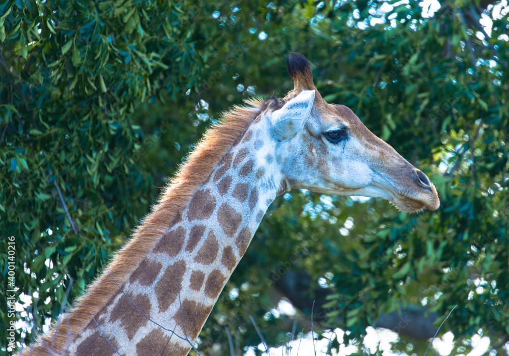 Obraz premium Side view of an african Rothschild giraffe eating branches. Tourism a vacation concept. Kruger National Park, South Africa