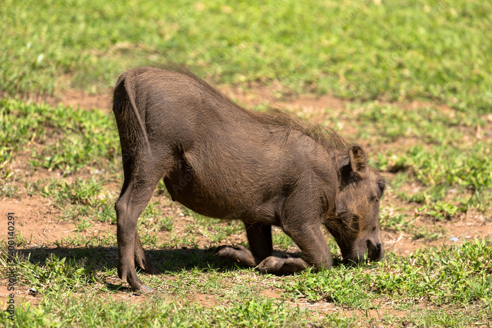 Common Warthog in natural habitat, Game Reserve South Africa.
Scene at game drive.