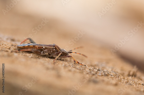 Macro image of an insect in Germany © AGAMI