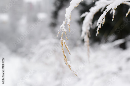 Dry grass covered with snow, close-up. Yellow ear of wheat selective focus, winter background blurred.