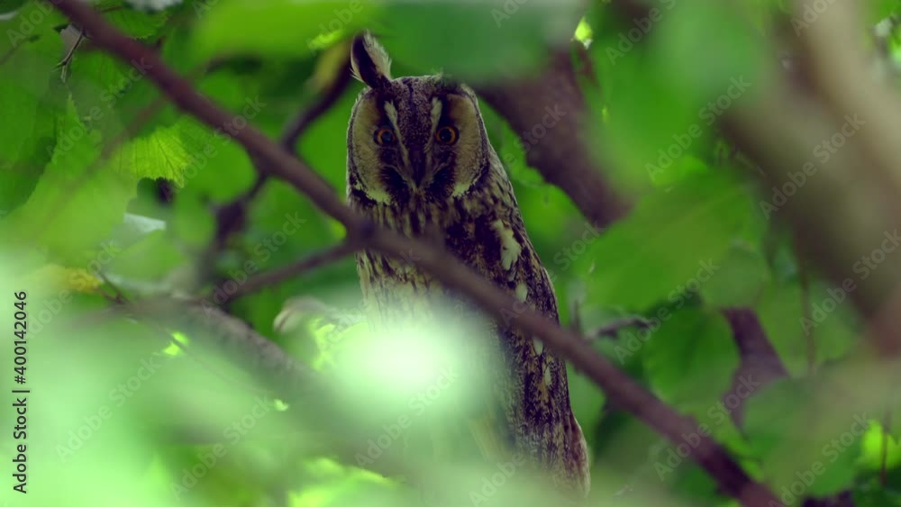 Close up detail of long eared owl (Asio otus) gaze by big eyes on dense branch deep in crown. Wildlife tranquil portrait footage of bird in natural habitat background. Close up detail of long eared owl (Asio otus) gaze by big eyes on dense branch deep in crown. Wildlife tranquil portrait footage of bird in natural habitat background.