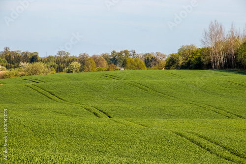 Fototapeta Naklejka Na Ścianę i Meble -  Widok na pole w okolicach miejscowości Trygort na Mazurach