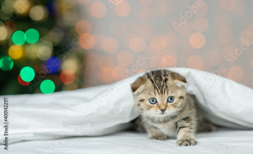 Kitten lying under warm blanket on festive background with christmas tree. Empty space for text