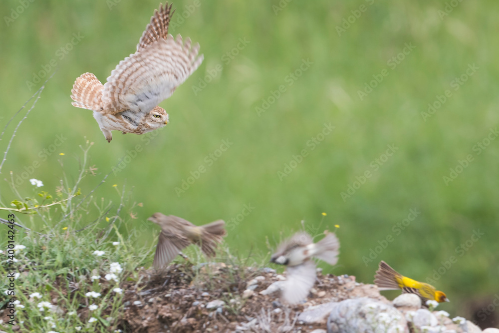 Little Owl - Steinkauz - Athene noctua ssp. bactriana, Tajikistan, adult Little Owl - Steinkauz - Athene noctua ssp. bactriana, Tajikistan, adult
