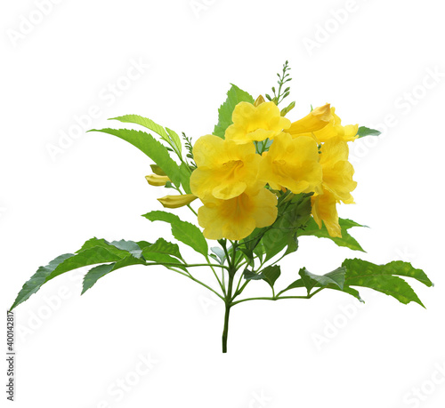 Yellow elder or Yellow bell or Trumpet vine flower isolated on white background
