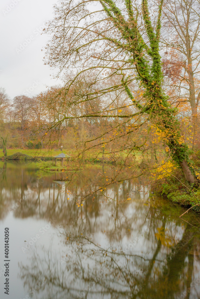 Bare tree with climbing plants leaning towards a lake reflecting on the water with a small gazebo in the background, cloudy autumn day in a nature reserve, south Limburg, the Netherlands