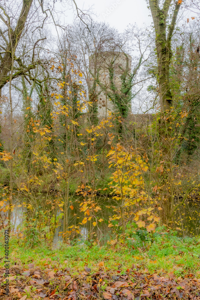 Autumn wild vegetation with few yellow leaves, a river, bare trees and climbing plants on the tree trunks, Stein castle in the blurred background, cloudy day in South Limburg, the Netherlands Autumn wild vegetation with few yellow leaves, a river, bare trees and climbing plants on the tree trunks, Stein castle in the blurred background, cloudy day in South Limburg, the Netherlands