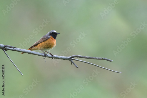 Common Redstart - Gartenrotschwanz - Phoenicurus phoenicurus ssp. phoenicurus, Russia (Oblast Irkutsk), adult male