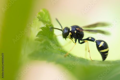 Macro image of an insect in Germany