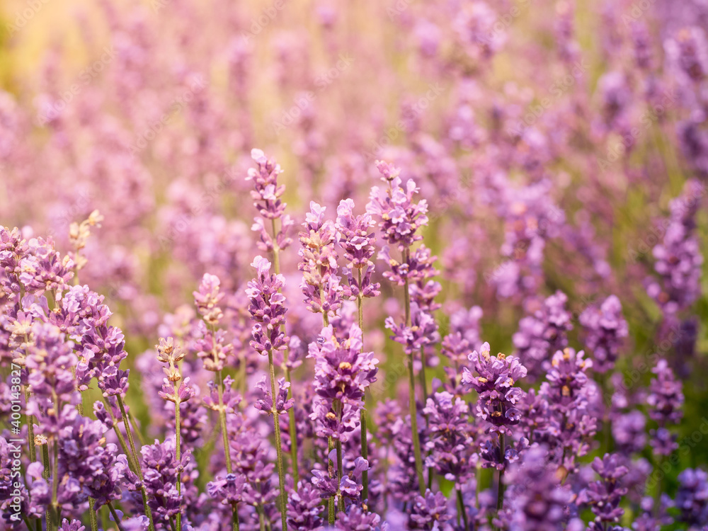 Fototapeta premium Soft focus on lavender flowers.