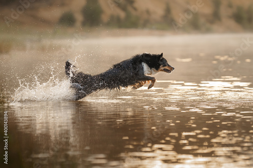 dog in the water. Active Border Collie on the lake. Pet in nature