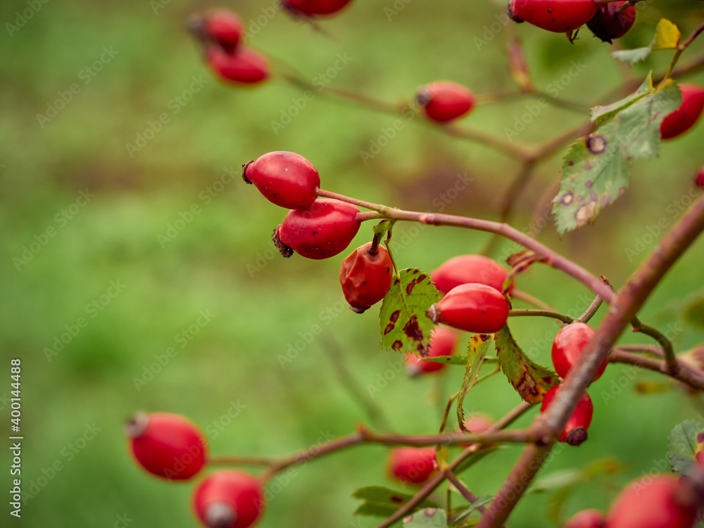 Rose hip on bush close-up. Rose hip on bush close-up.