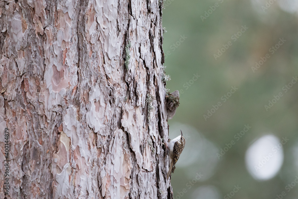 Eurasian Treecreeper - Waldbaumläufer - Certhia familiaris ssp. corsus, France (Corsica) Eurasian Treecreeper - Waldbaumläufer - Certhia familiaris ssp. corsus, France (Corsica)