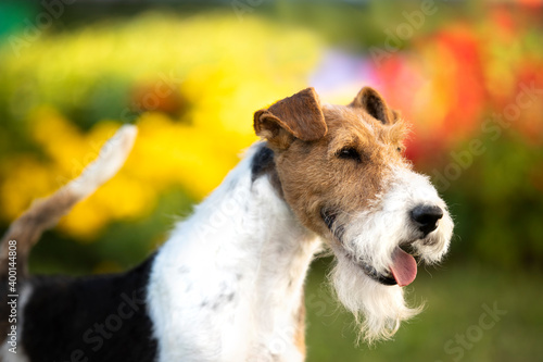 fox terrier, portrait of a terrier dog against the background of a blooming garden