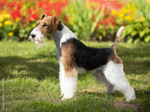  fox terrier; portrait of a terrier dog against the background of a blooming garden photo