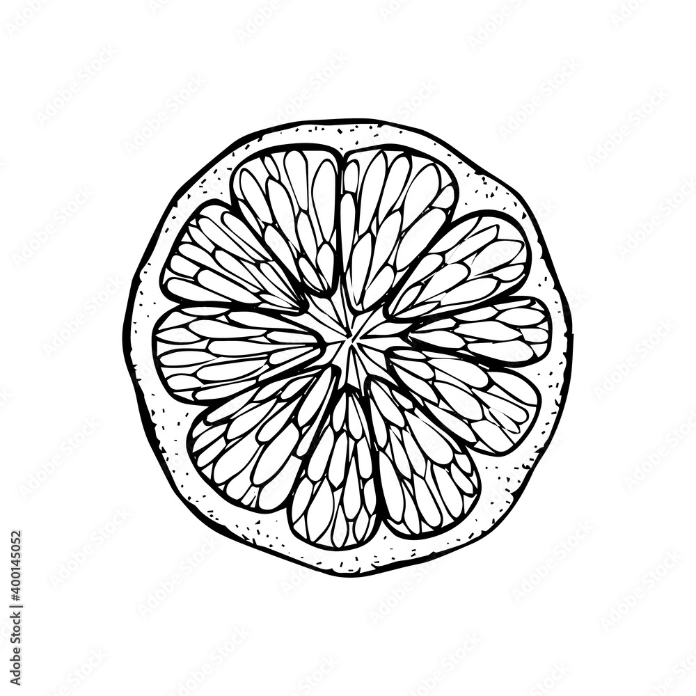 Obraz premium Sliced circle of citrus fruit. A slice of tangerine lemon orange lime hand drawn black outline doodle sketch clip art. Coloring book. Stock vector illustration isolated on white background.