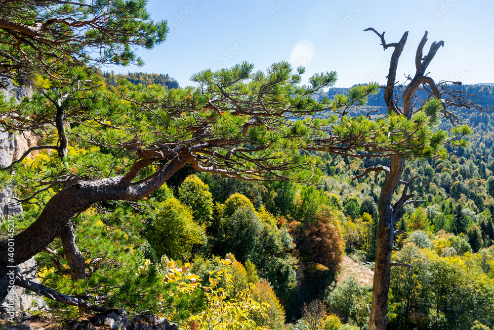 A relict pine tree grows on the edge of the mountain plateau in mountain A relict pine tree grows on the edge of the mountain plateau in mountain