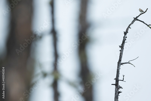 Swinhoe's Snipe - Waldbekassine - Gallinago megala, Russia (Burjatia), adult, breeding plumage, displaying