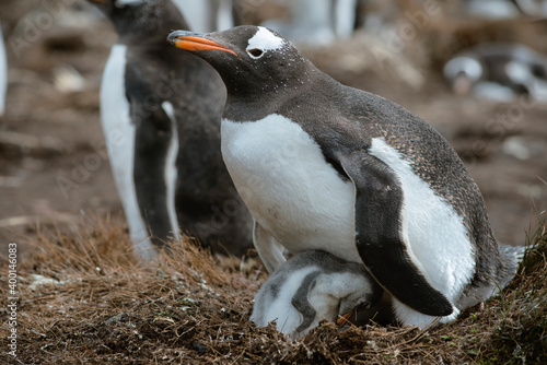 Gentoo penguin (Pygoscelis papua) and Baby, Volunteer Point, Falkland Islands