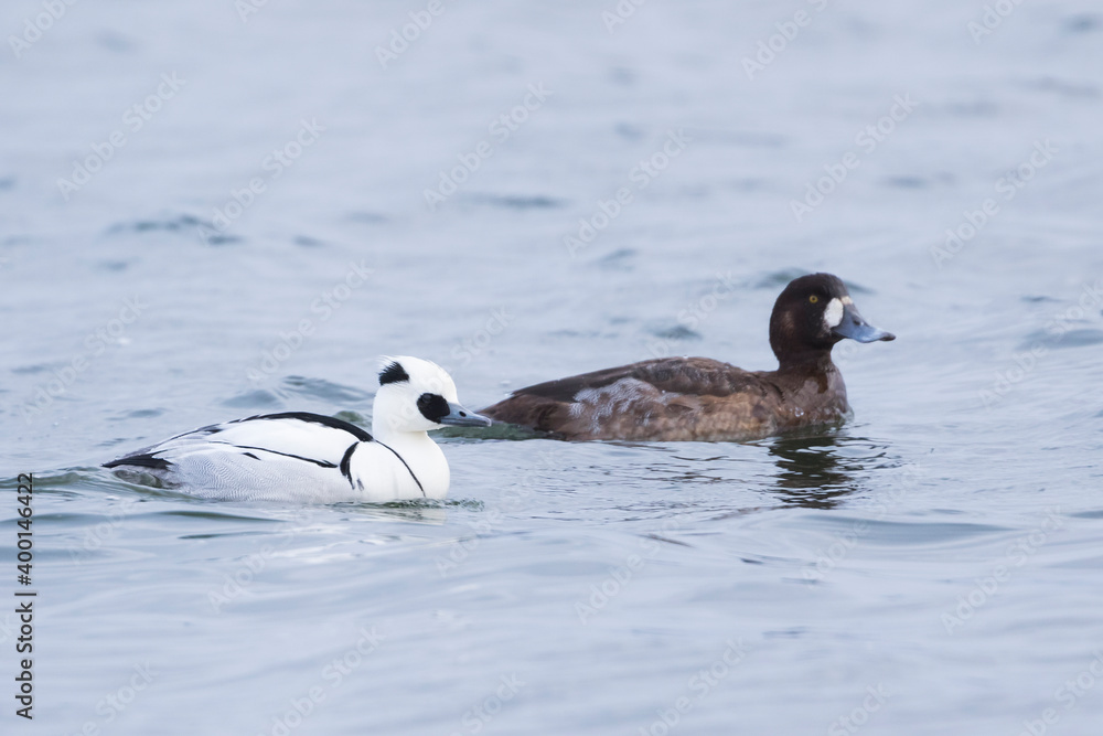 Fototapeta premium Smew - Zwergsäger - Mergellus albellus, Germany, adult, male, with Greater Scaup, 2nd cy