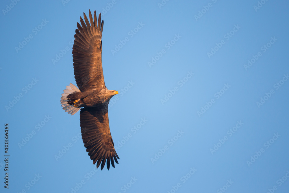 White-tailed Sea-Eagle - Seeadler - Haliaeetus albicilla, Germany (Mecklenburg-Vorpommern), adult White-tailed Sea-Eagle - Seeadler - Haliaeetus albicilla, Germany (Mecklenburg-Vorpommern), adult