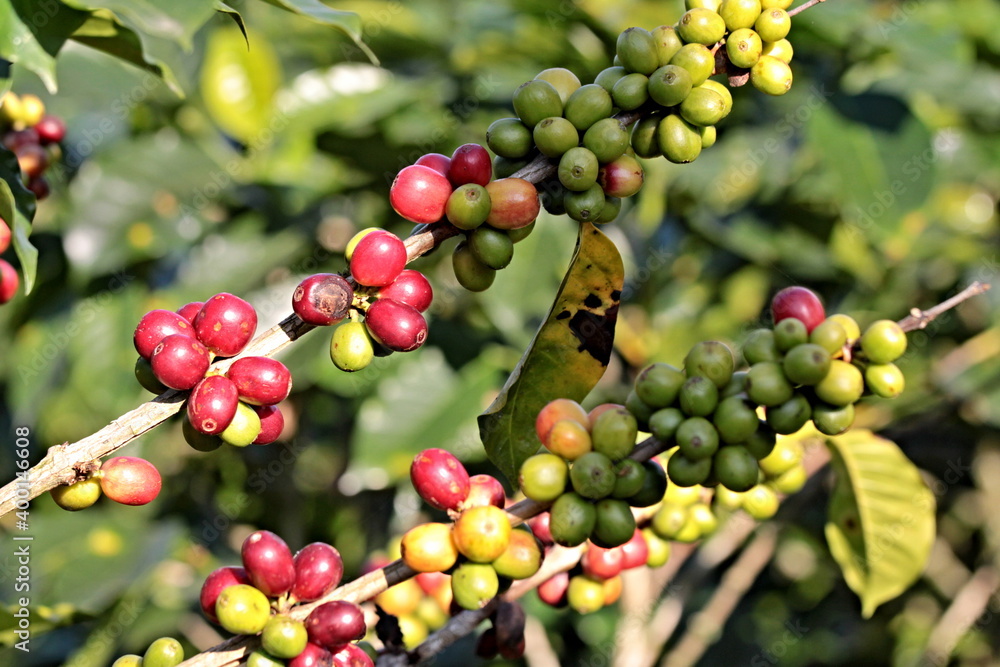 Closeup of coffee arabica fruits in coffee farm and plantation near Coban city. Guatemala.