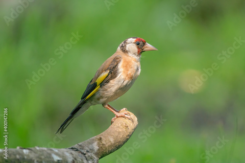 European Goldfinch, Carduelis carduelis. Close-up in side view, sitting on a branch. Green background