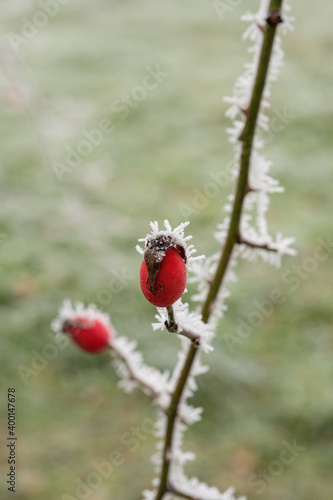 Eine vereiste rote Hagebutte im Strauch einer Heckenrose mit Raureif und Eiskristallen im winter
