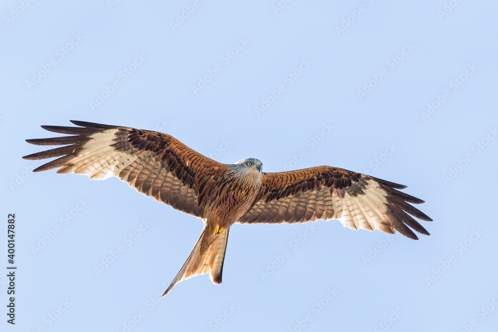 Red Kite - Rotmilan - Milvus milvus, France (Corsica), adult Red Kite - Rotmilan - Milvus milvus, France (Corsica), adult