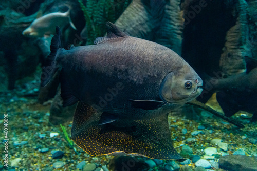 Tambaqui or Colossoma macropomum, also known as the Giant Pacu