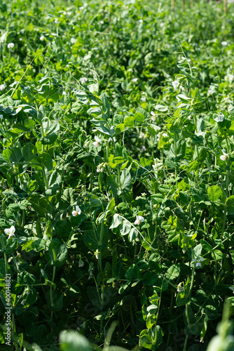 Pea plant - Pisum sativum - Legume. © ณัฐวุฒิ เงินสันเทียะ