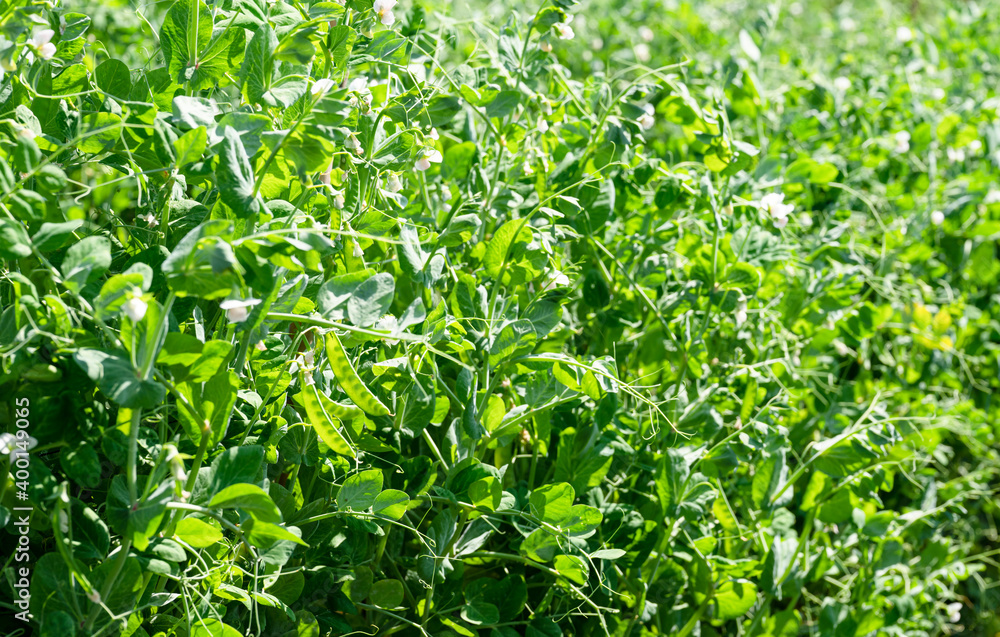 Pea plant - Pisum sativum - Legume.