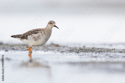Φωτογραφία Ruff - Kampfläufer - Philomachus pugnax, Germany (Schleswig-Holstein)