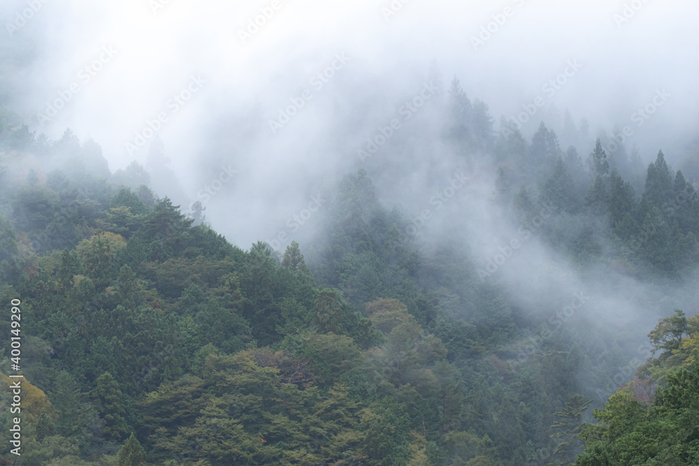 霧に包まれた森 霧に包まれた森