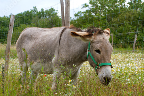 grey Mediterranean donkey grazing in summer grass and flowers, countryside