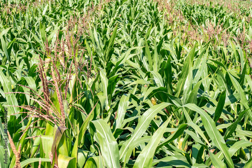 Obraz premium corn field, corn on the cob