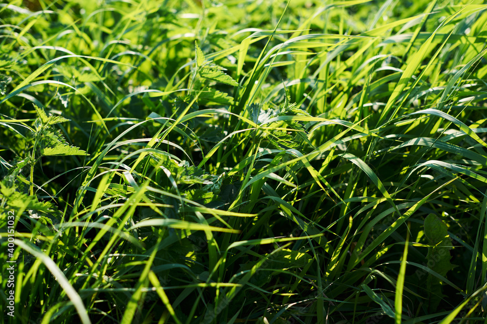 tall green grass bathed in sunlight and tilted by the wind tall green grass bathed in sunlight and tilted by the wind