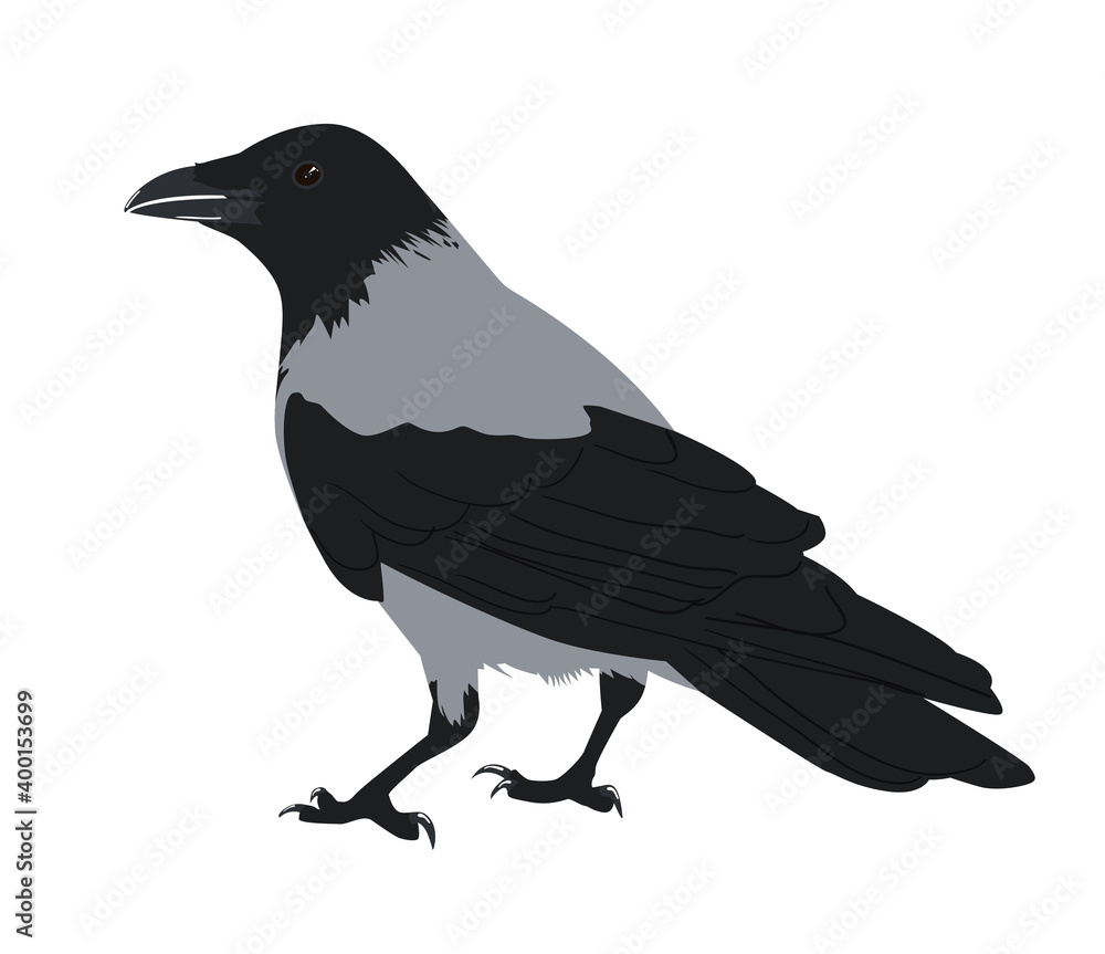 Obraz premium Hooded crow illustration