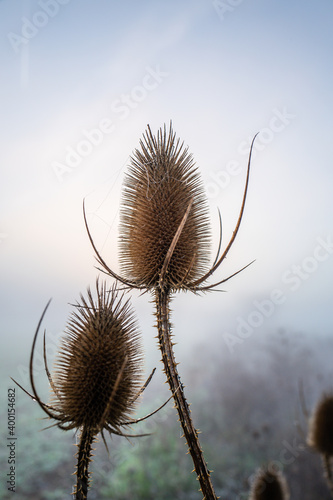 thistle in the sky