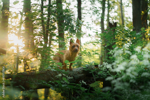 Little dog in the forest. Australian terrier in nature. traveling with a pet