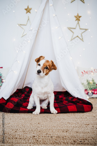 cute jack russell dog at home standing with Christmas decoration. Christmas time
