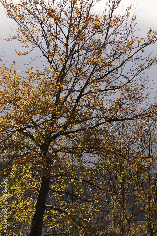 Urban park in an autumn day Urban park in an autumn day