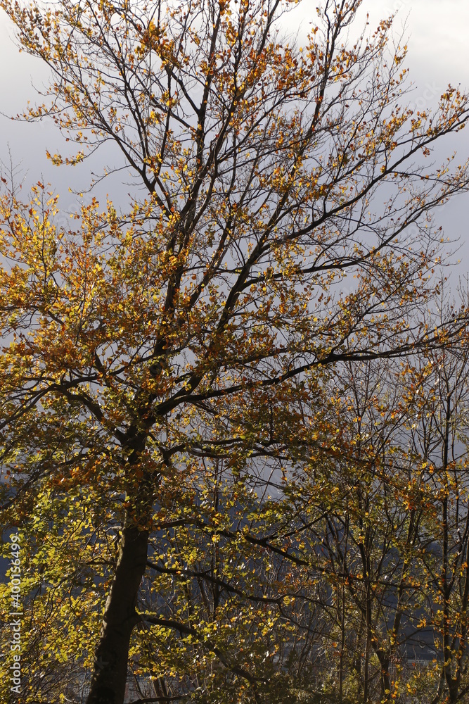 Urban park in an autumn day